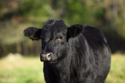 Far Out Friday: Steer manure delivered to health insurance CEOs