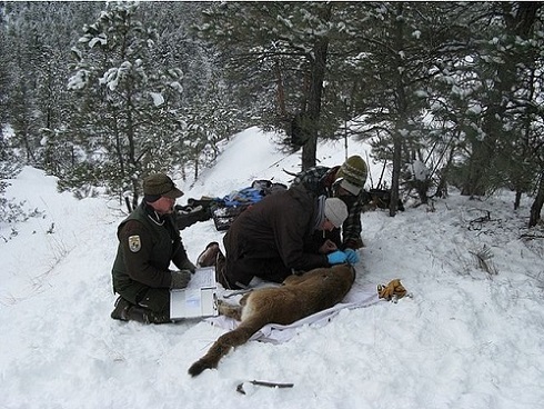 Wildlife rangers at risk without proper insurance cover