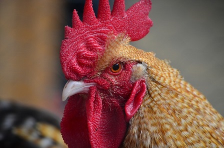 ArgoGlobal expands into livestock insurance market