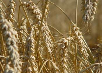 Crop insurance market shrinks as major carriers sell businesses