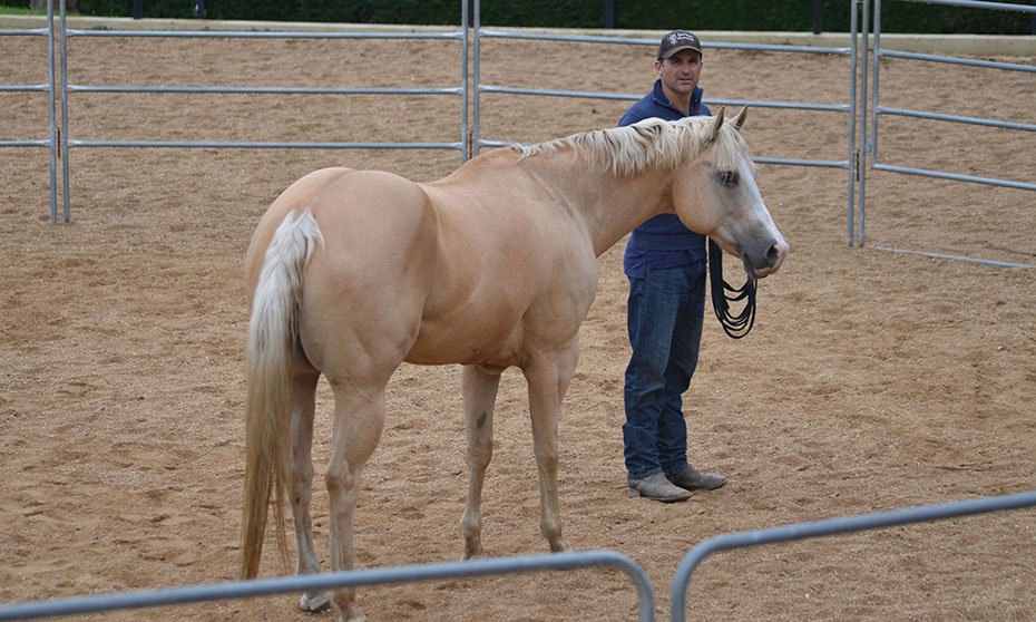 How can horses help HR leaders lead?