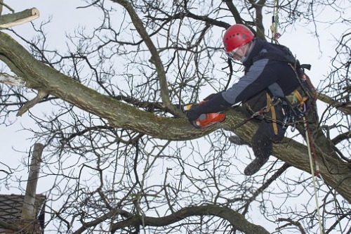 QuestGates branches out with new hub for tree root liability claims