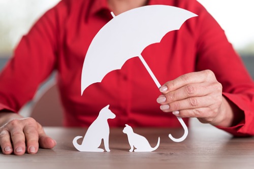 Spike in pet insurance claims anticipated this winter