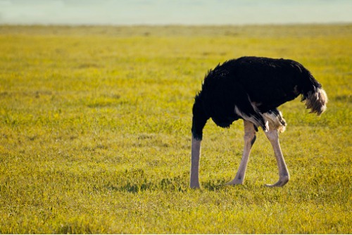 scared-ostrich-picture-id545370350.jpg